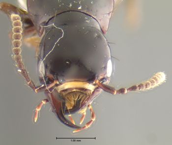 Media type: image;   Entomology 32392 Aspect: head frontal view
